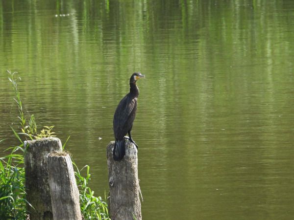 kormoran  - Andrzej Tarasiuk