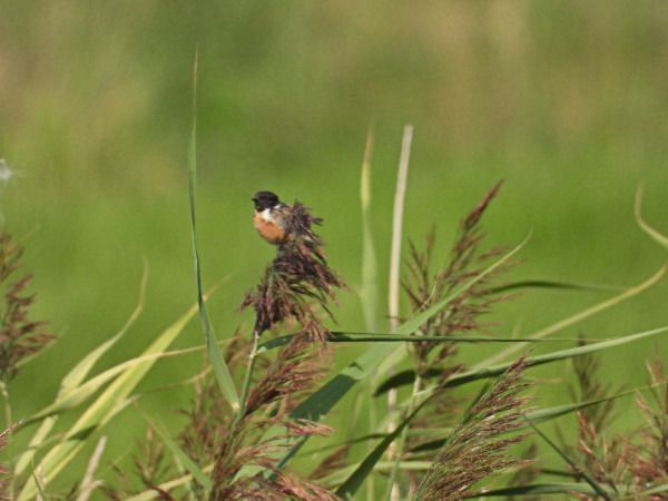 Tarier pâtre  - Andrzej Tarasiuk