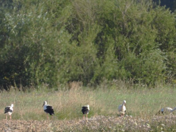 Cigogne blanche  - Andrzej Tarasiuk