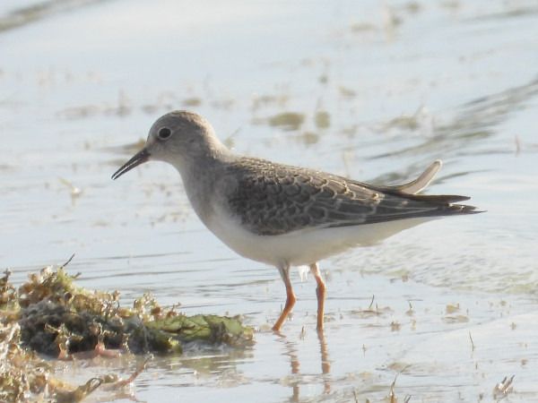 Temminck's Stint  - Andrzej Tarasiuk