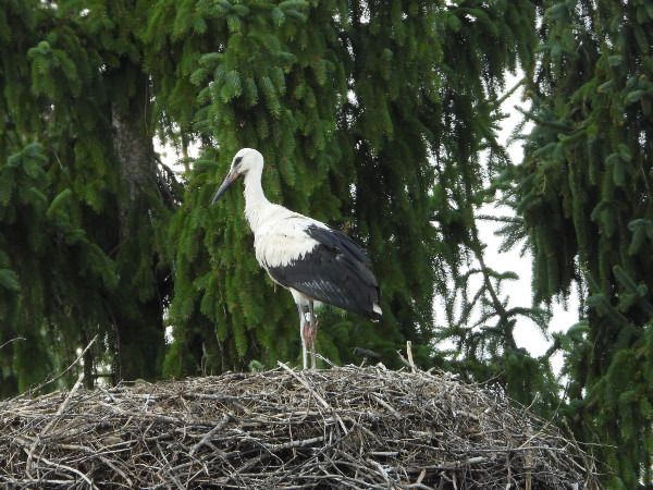 Cigogne blanche  - Andrzej Tarasiuk