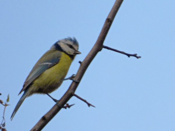 Mésange bleue  - Andrzej Tarasiuk