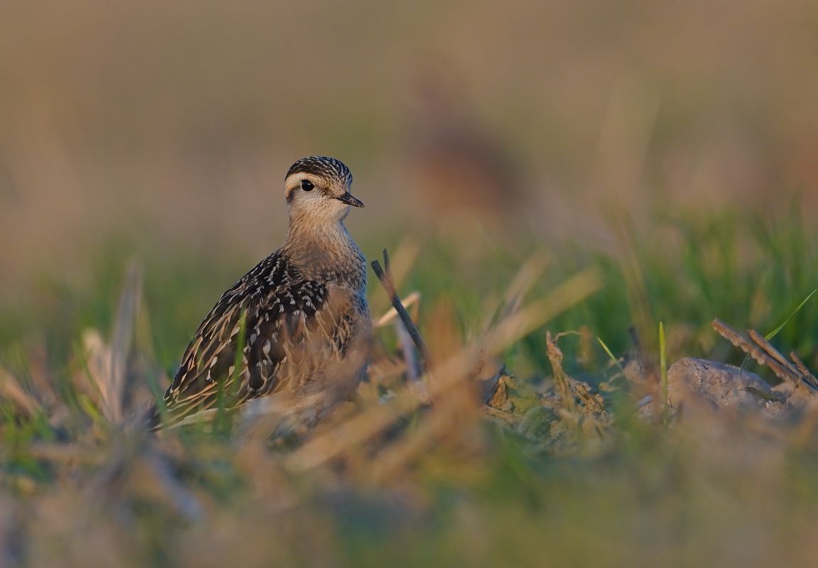 Eurasian Dotterel  - Michał Radziszewski