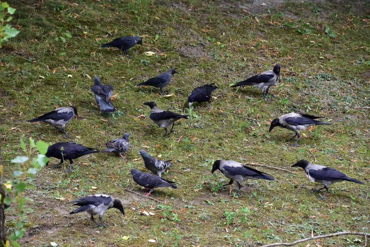 wrona (siwa, ssp. cornix)  - Hanna Żelichowska