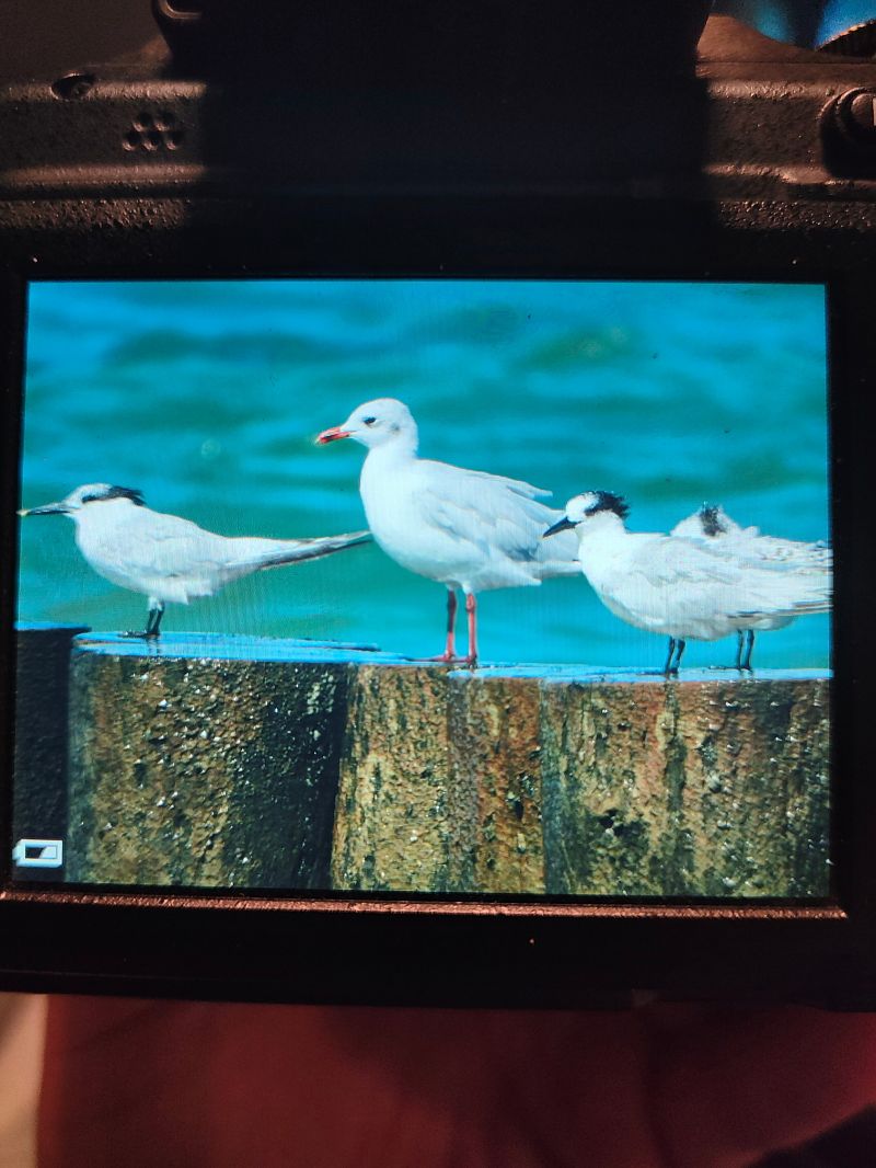 Mouette mélanocéphale  - Przemysław Boguszewski