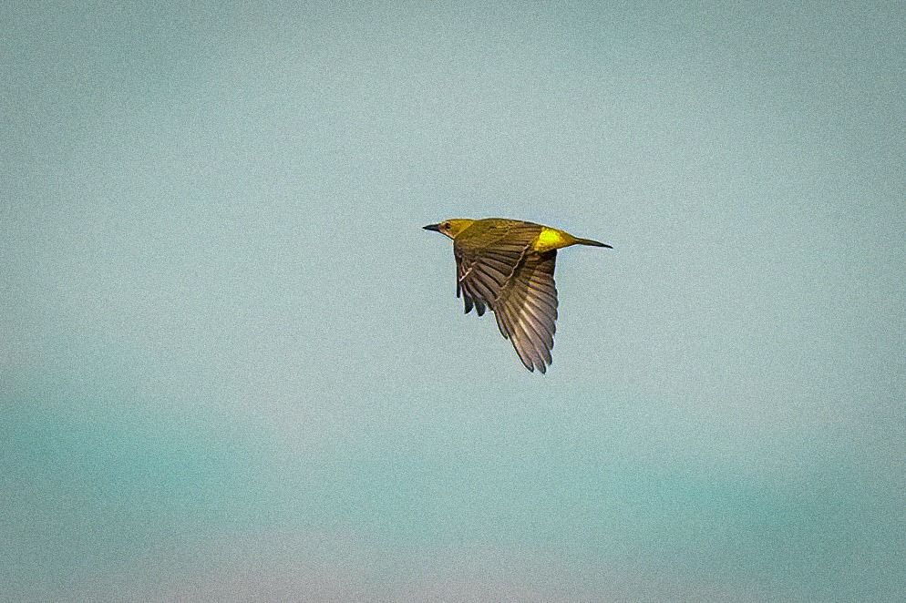 Eurasian Golden Oriole 