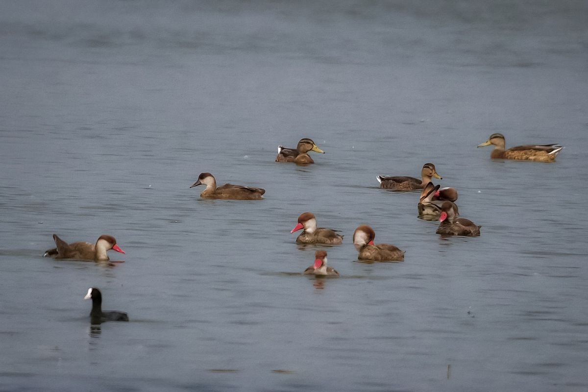 Red-crested Pochard 