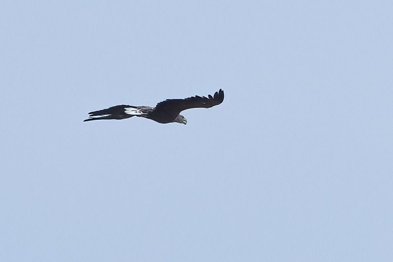 Seeadler 