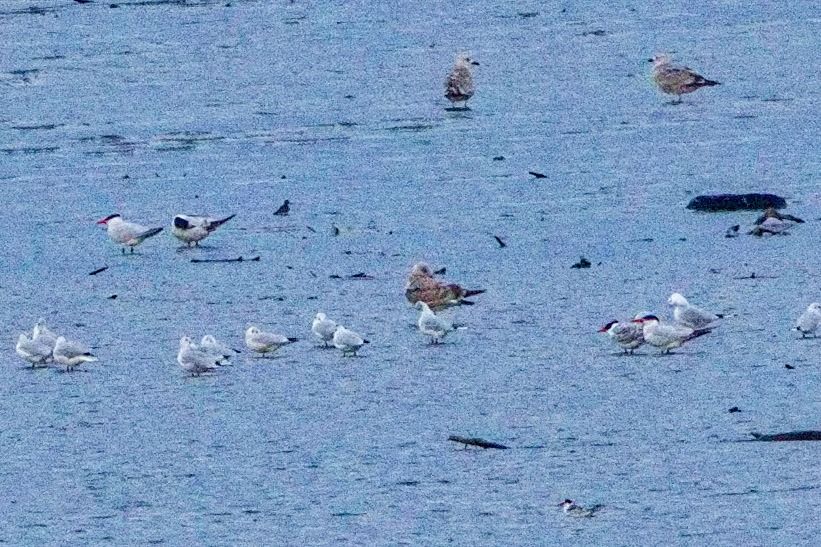 Raubseeschwalbe 