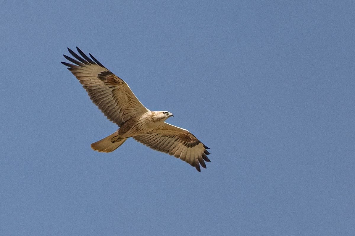 Adlerbussard 