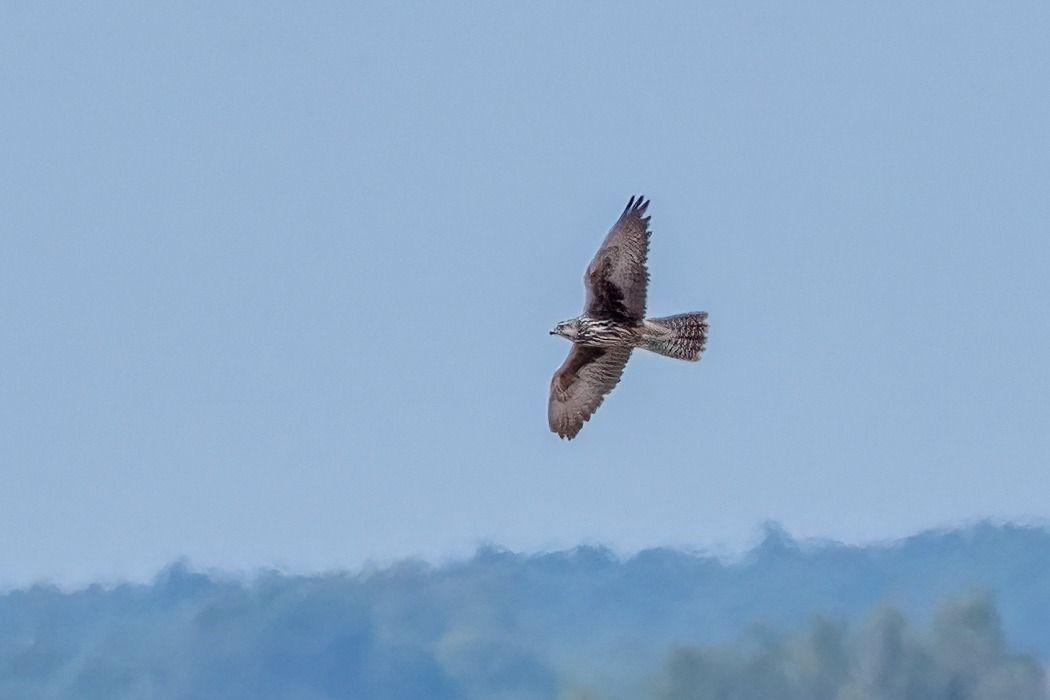 Würgfalke 