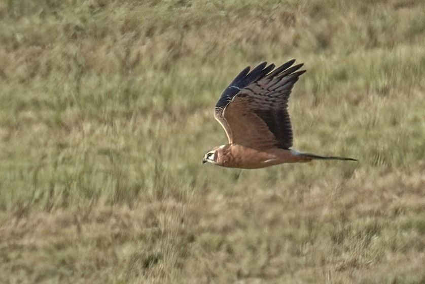 Montagu's Harrier 