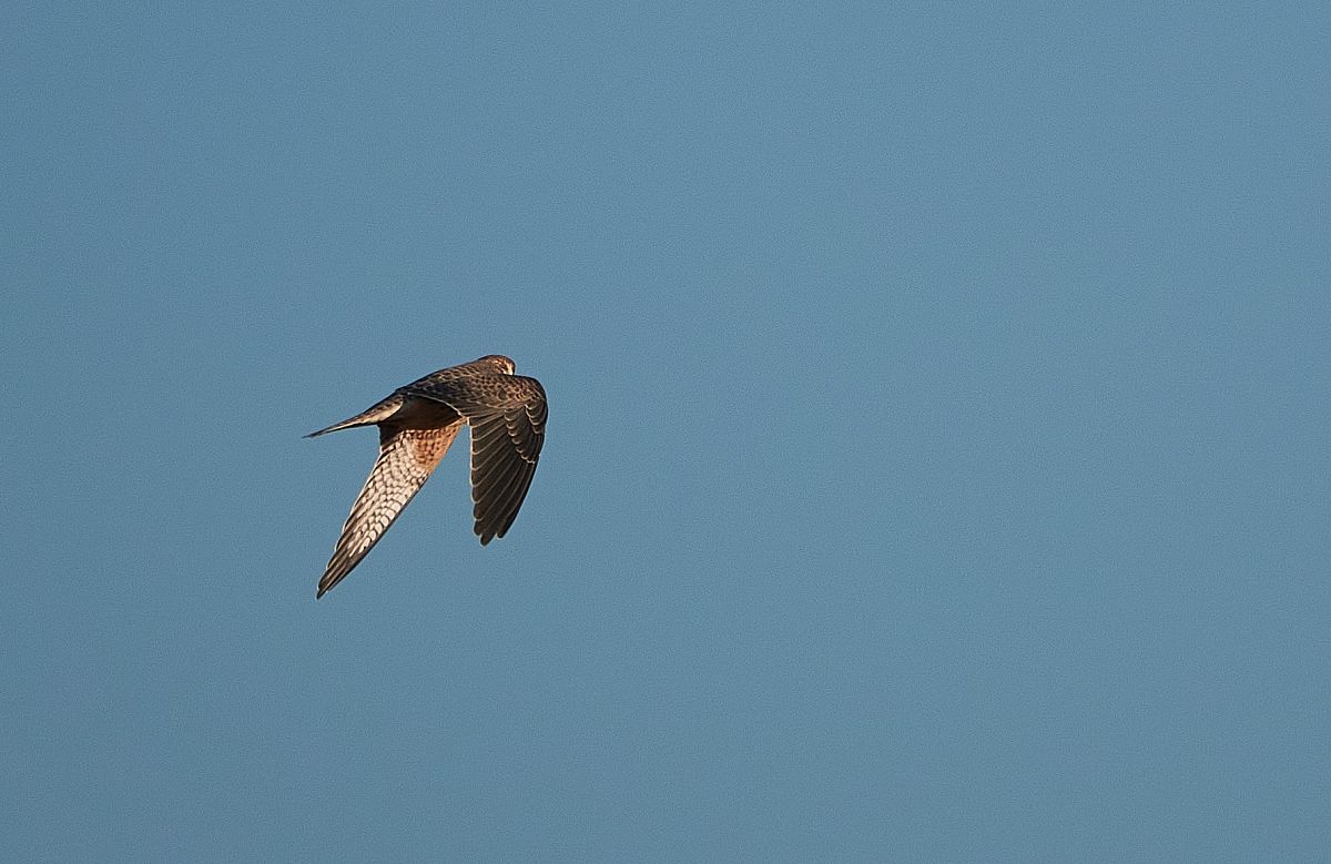 Red-footed Falcon  - Teresa Mariusz Blank