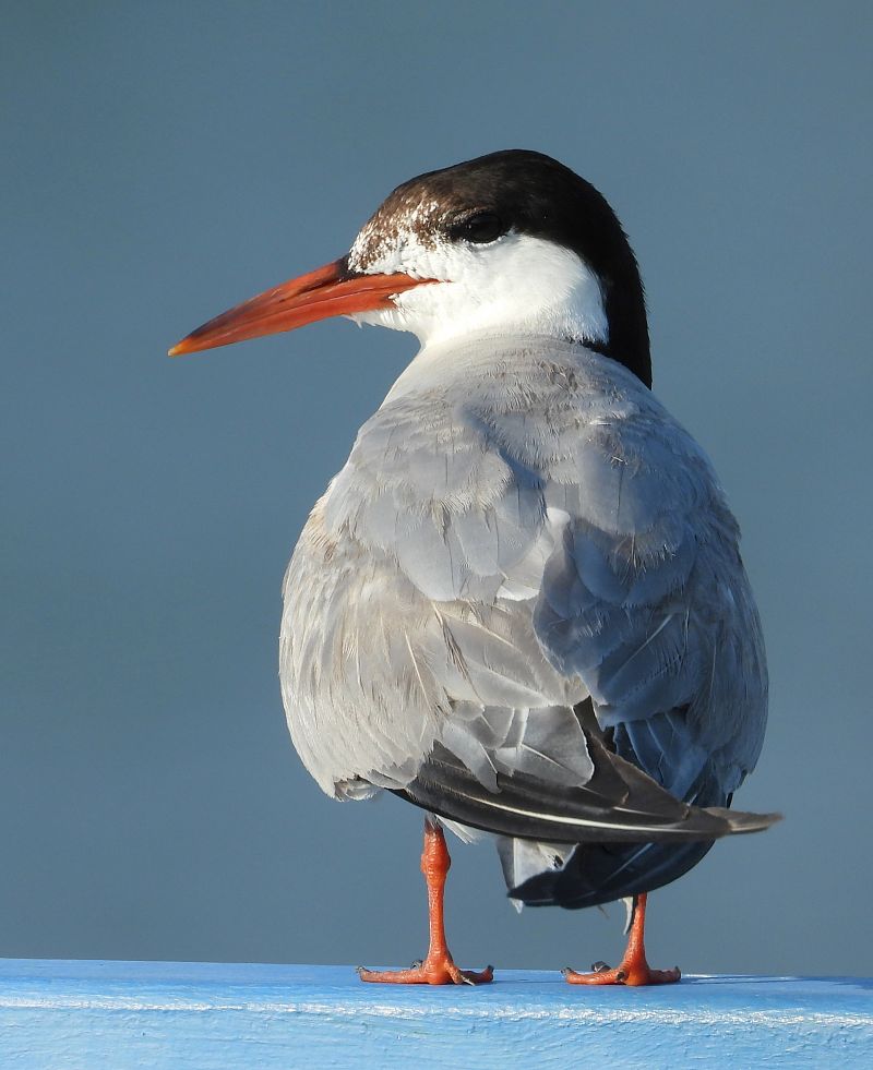 Common Tern 