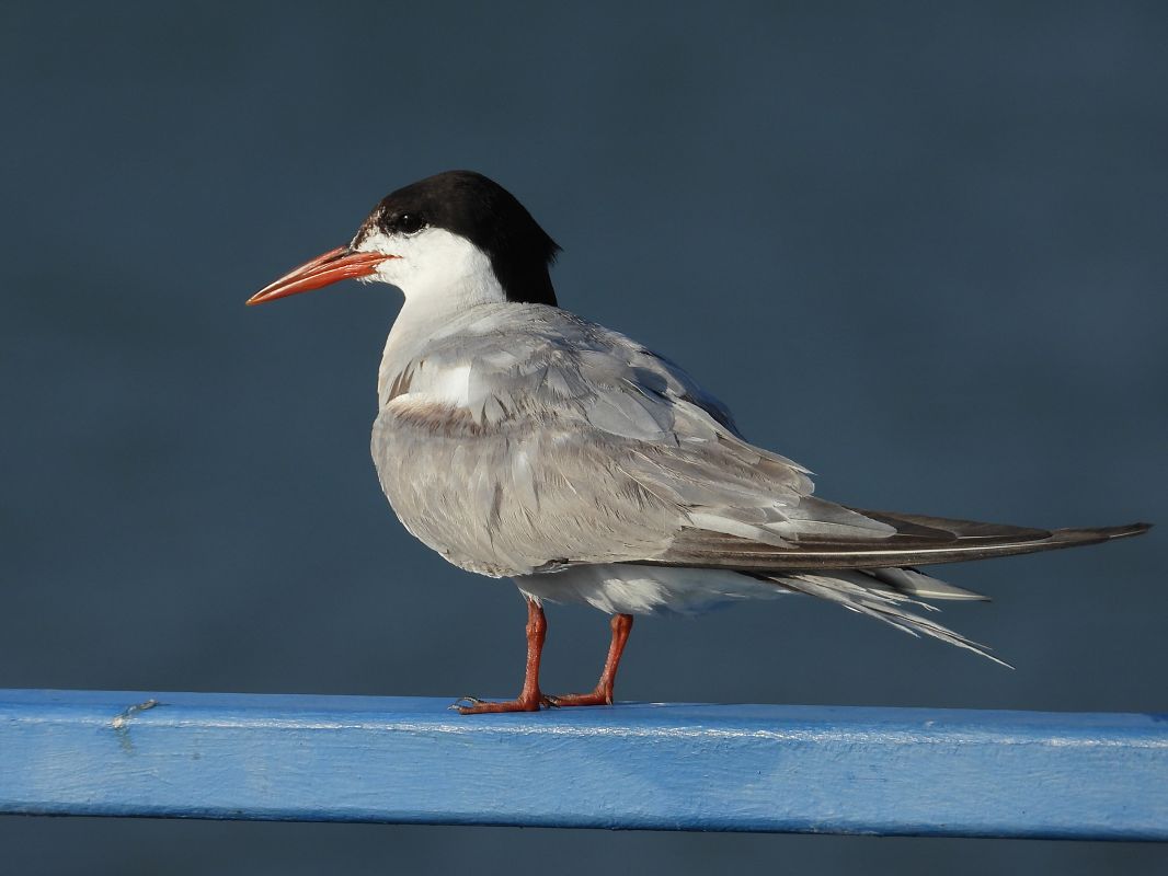 Common Tern 