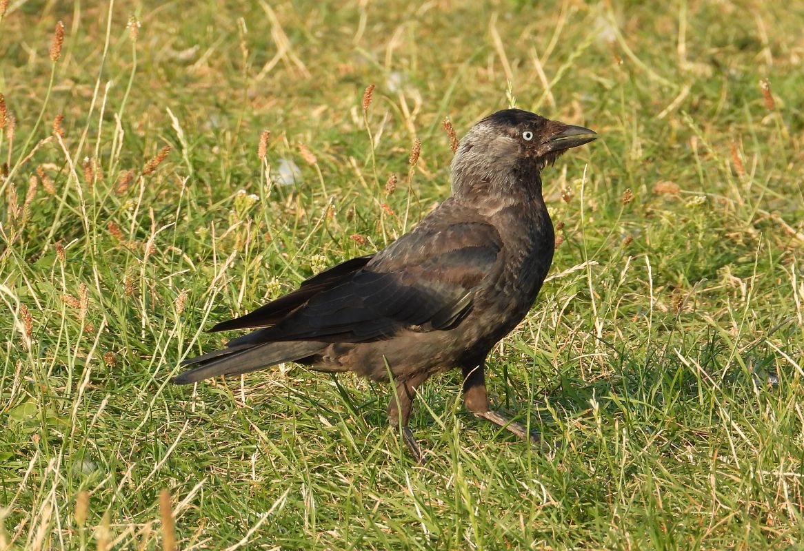 Western Jackdaw 