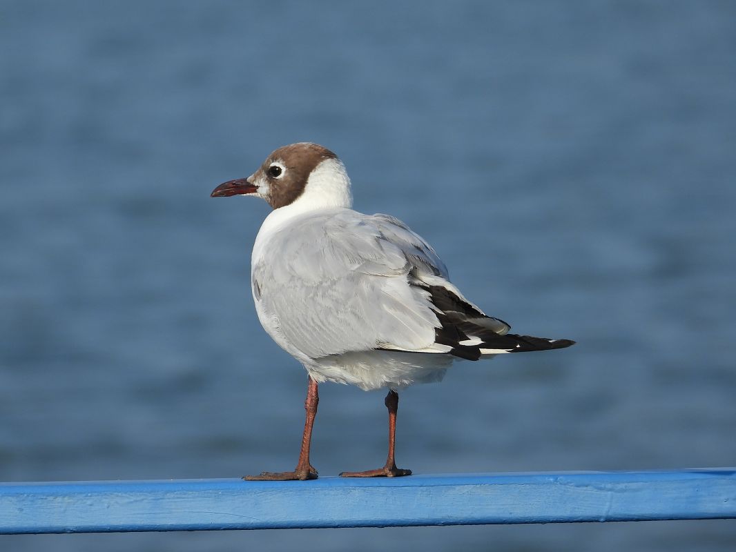 Mouette rieuse 