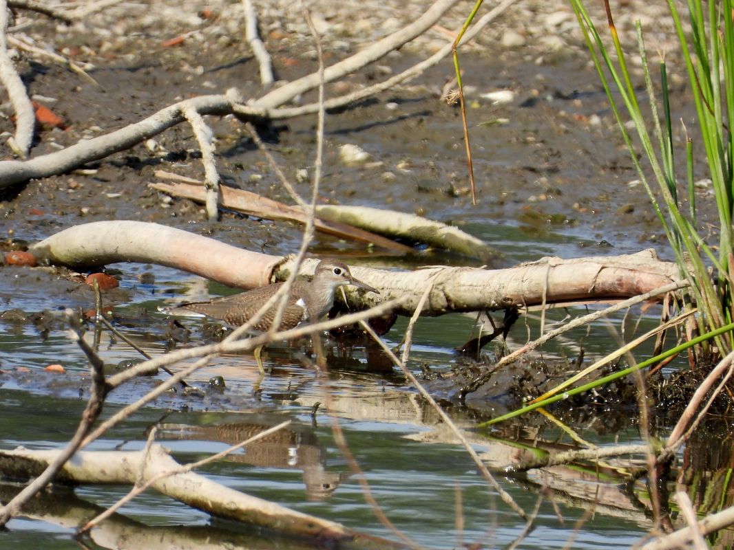 brodziec piskliwy 