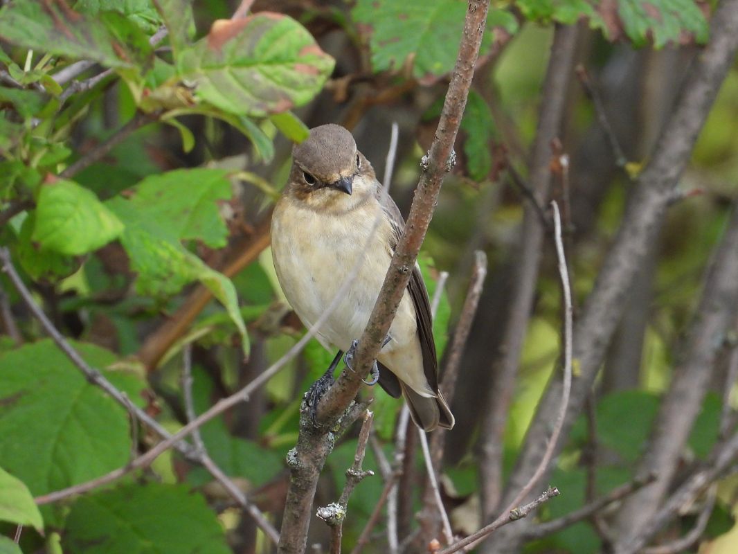 European Pied Flycatcher 