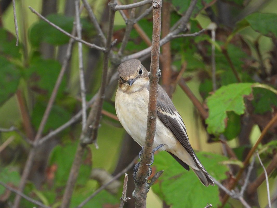 European Pied Flycatcher 