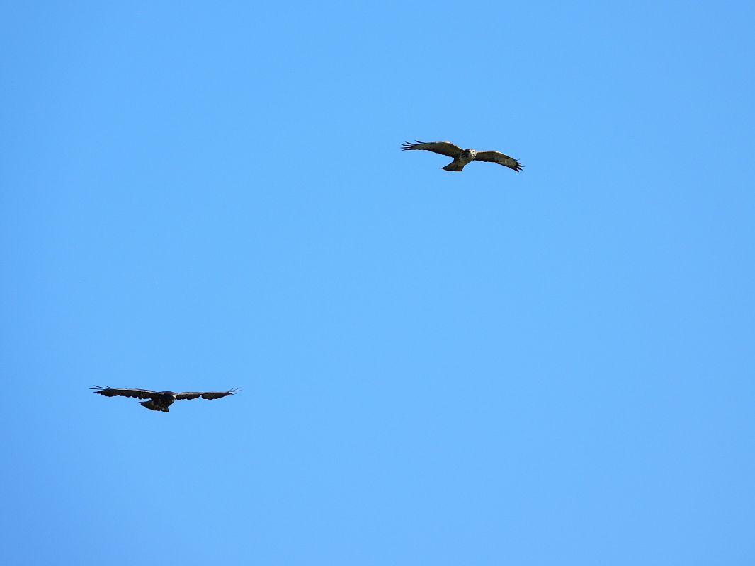 Buse variable 