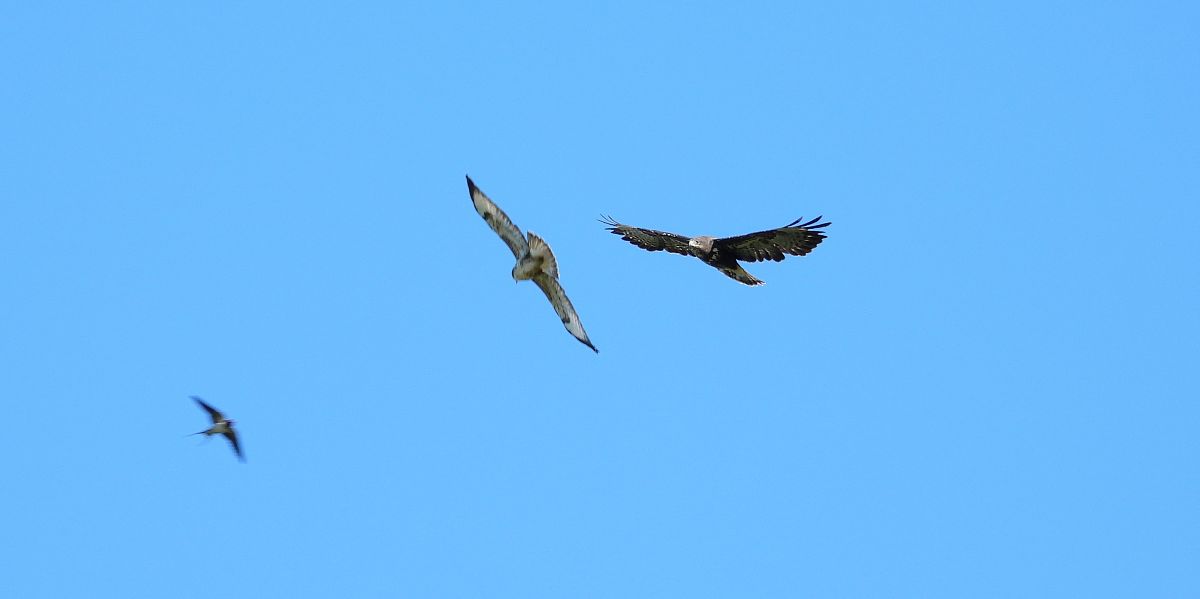 Buse variable 