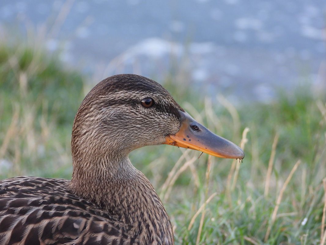 Canard colvert 