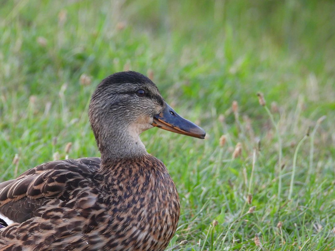 Stockente 