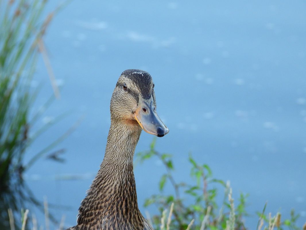 Stockente 