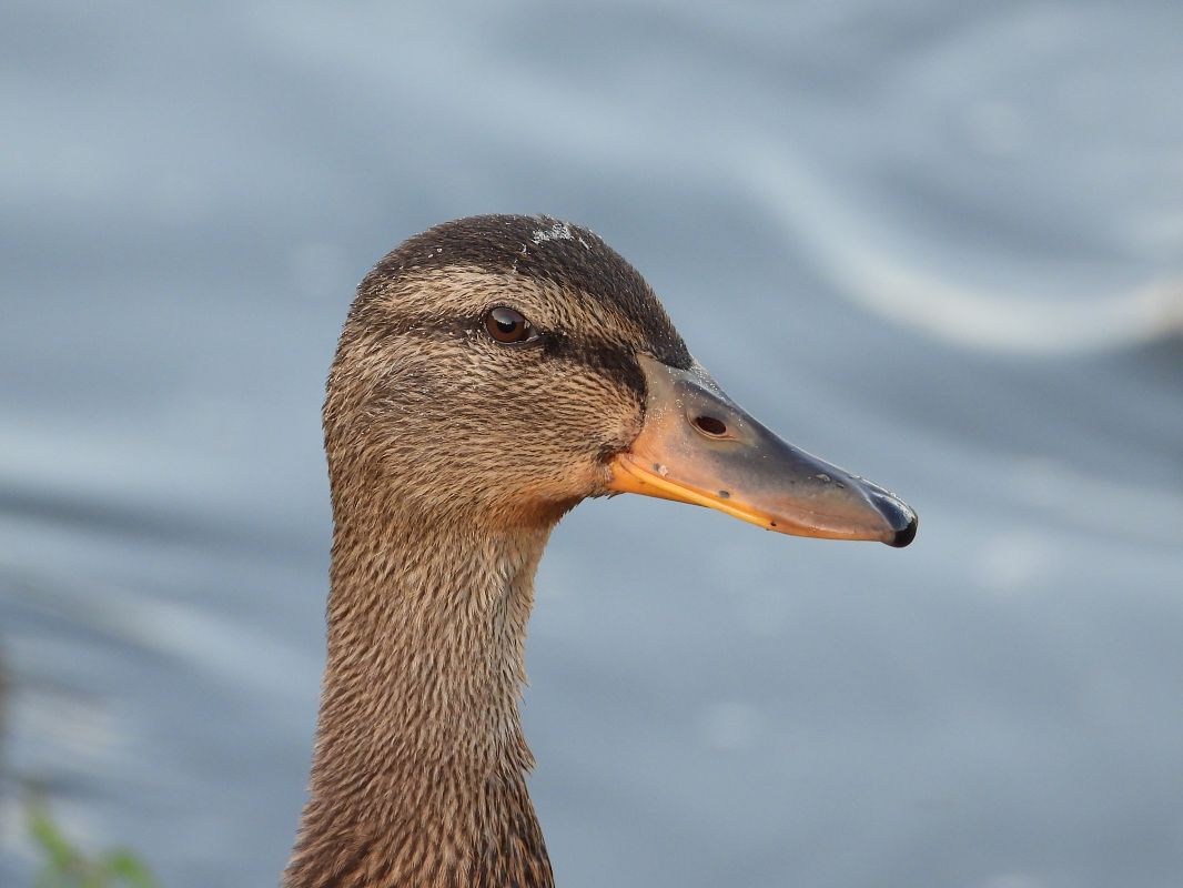 Stockente 