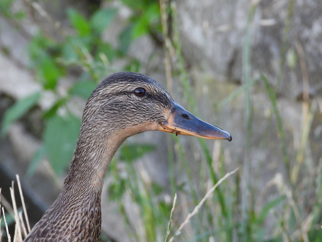 Stockente 