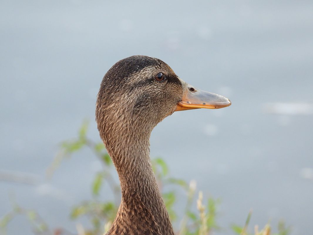 Mallard 