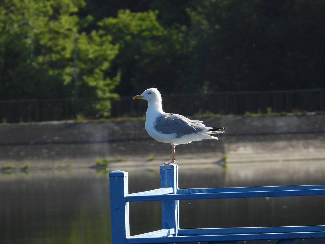 mewa białogłowa 