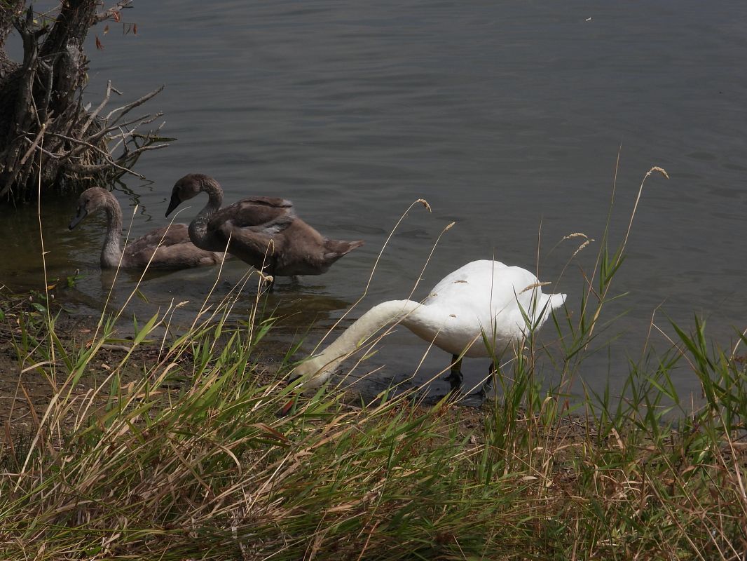 Höckerschwan 