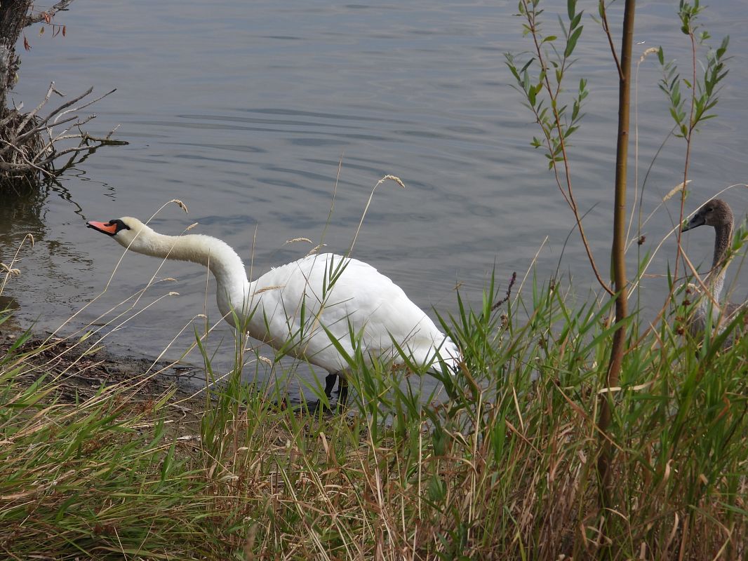 Höckerschwan 