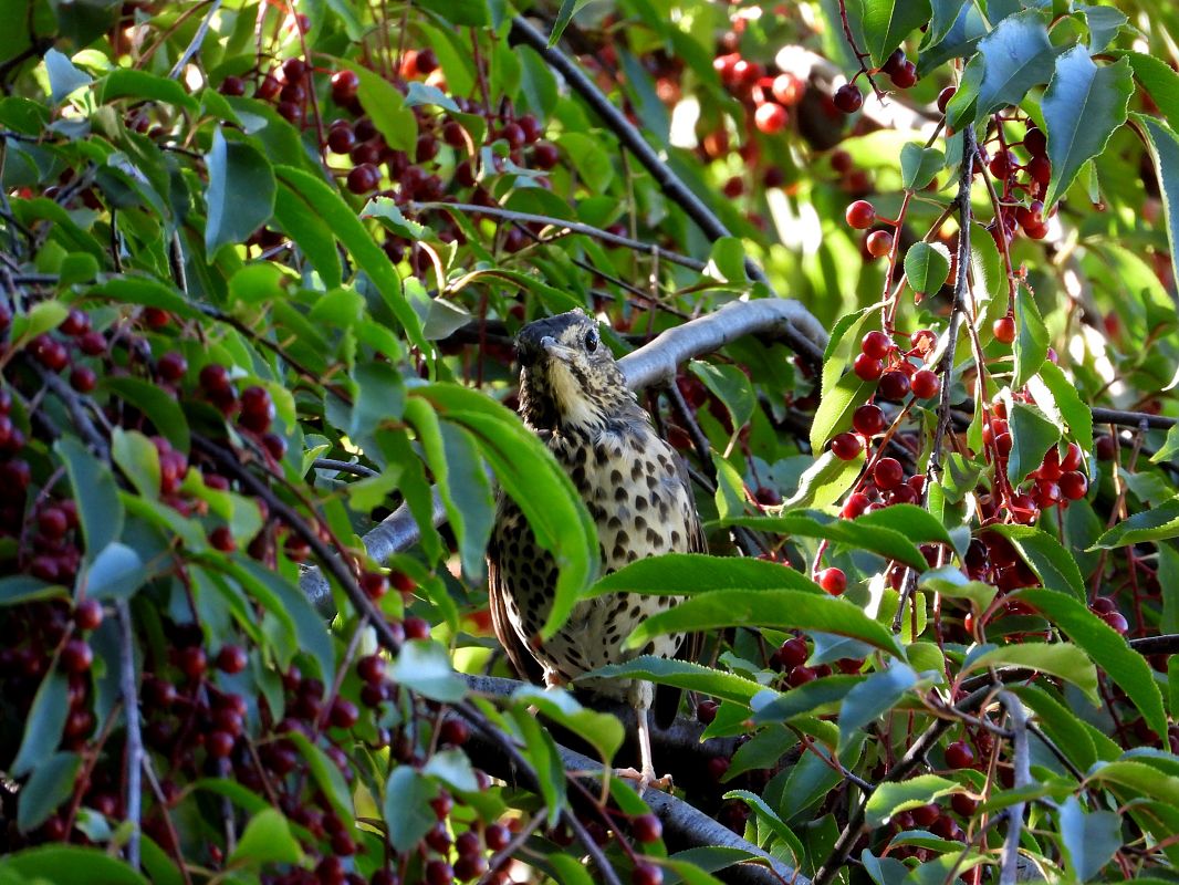 Song Thrush 