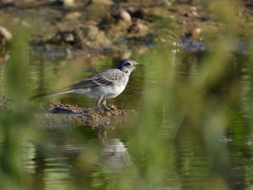 White Wagtail 