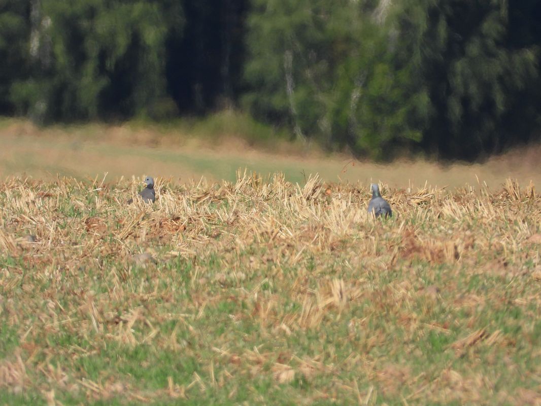 Stock Dove 