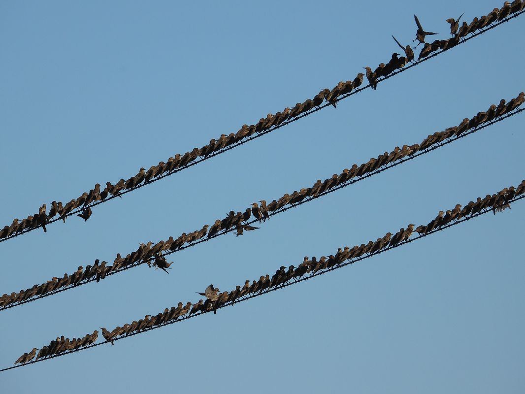 Common Starling 