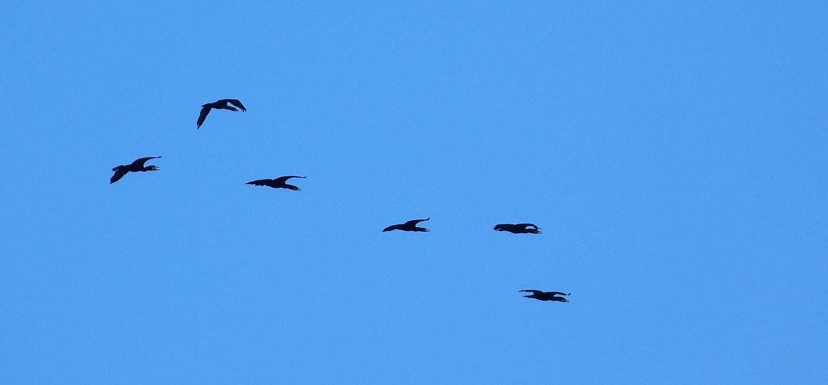 kormoran 