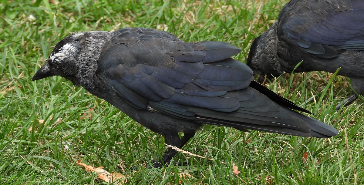 Choucas des tours 