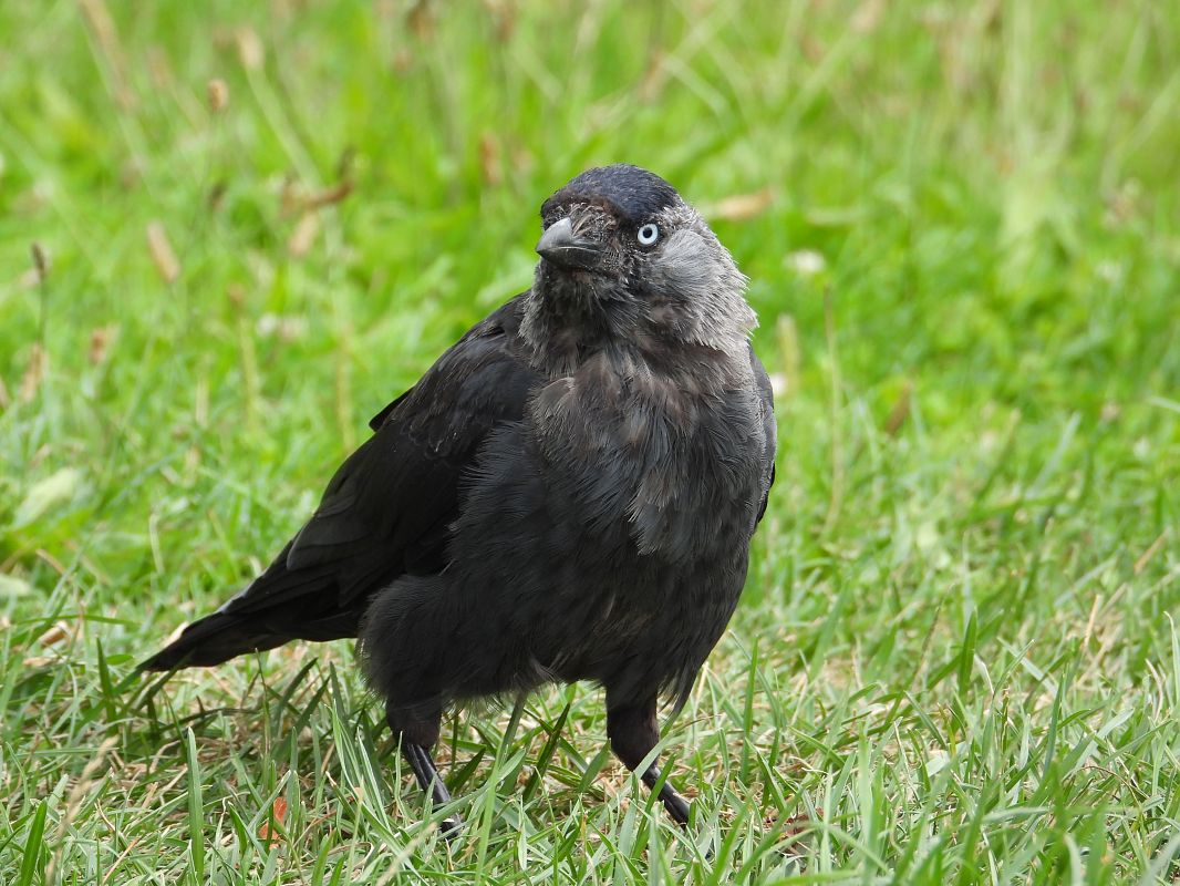 Choucas des tours 