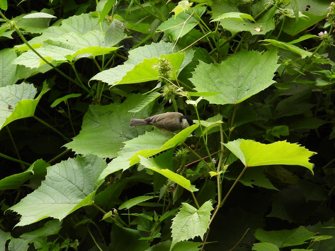 Mésange nonnette 