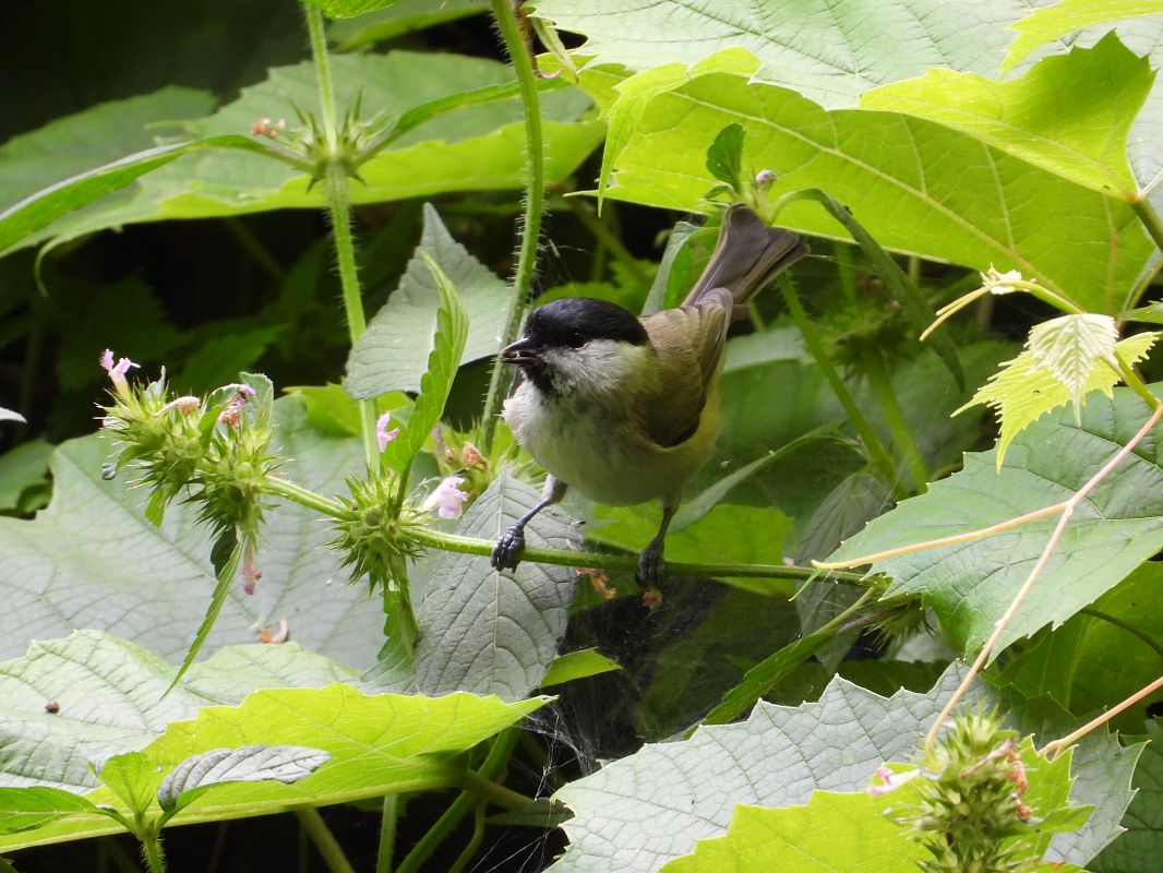 Mésange nonnette 