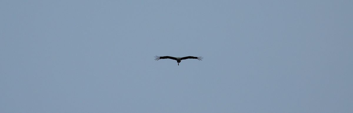 White Stork 
