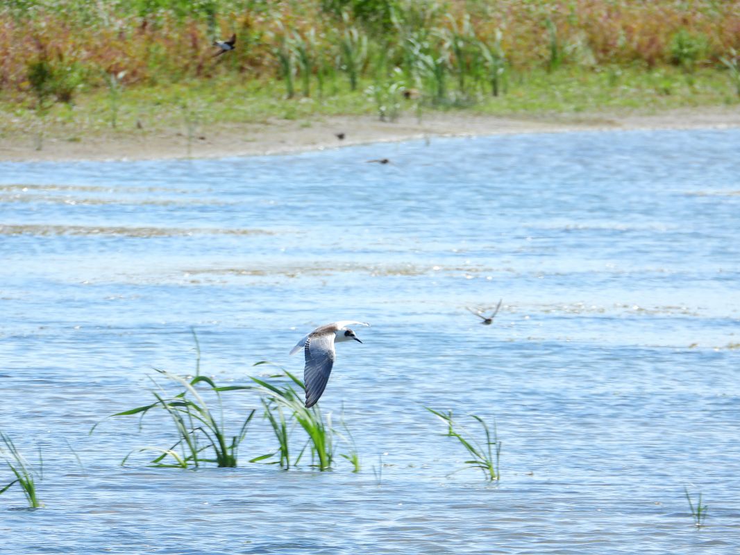 rybitwa białoskrzydła 