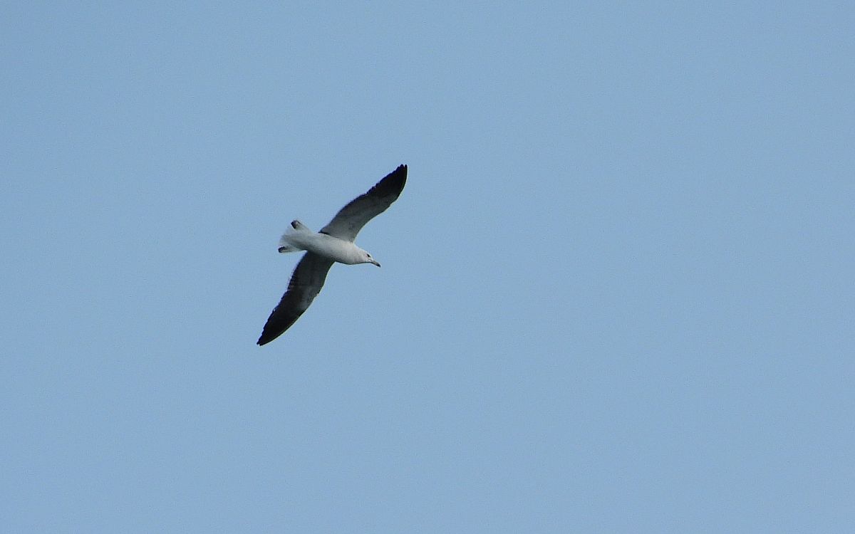 Baltic Gull  - Jarosław Słowikowski