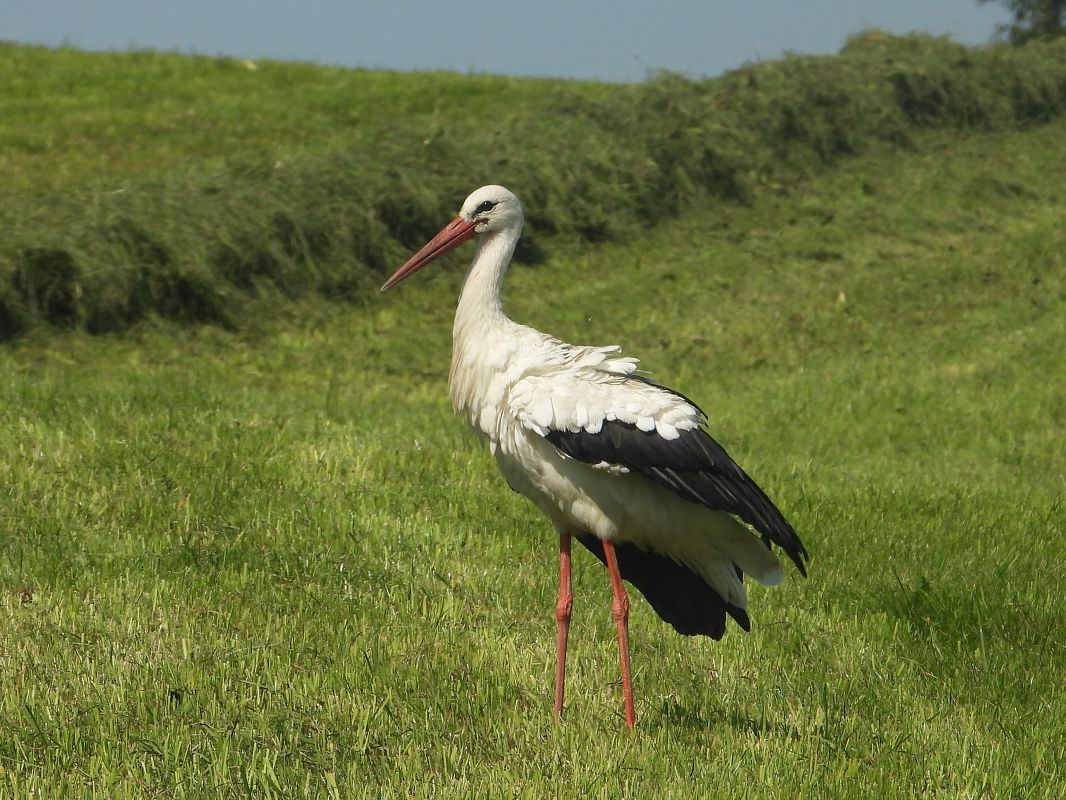 White Stork 