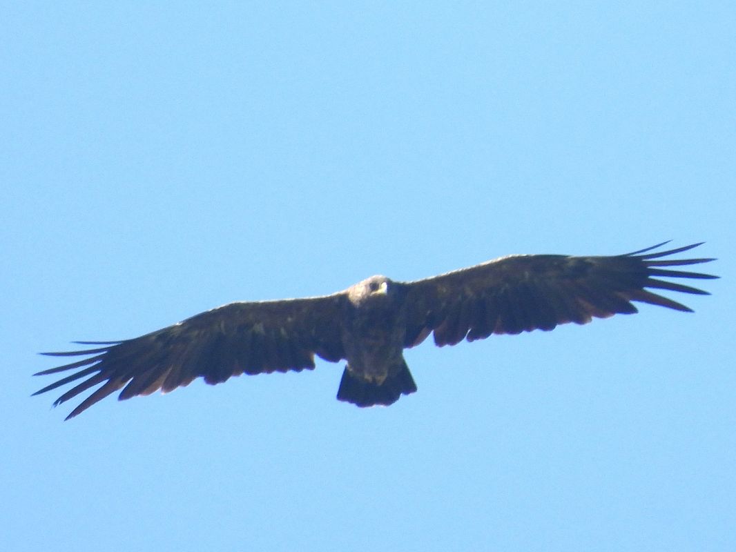 Schreiadler 