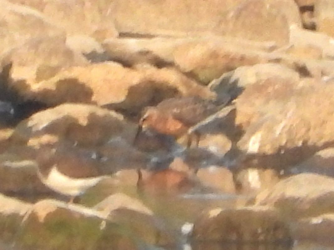 Sichelstrandläufer 